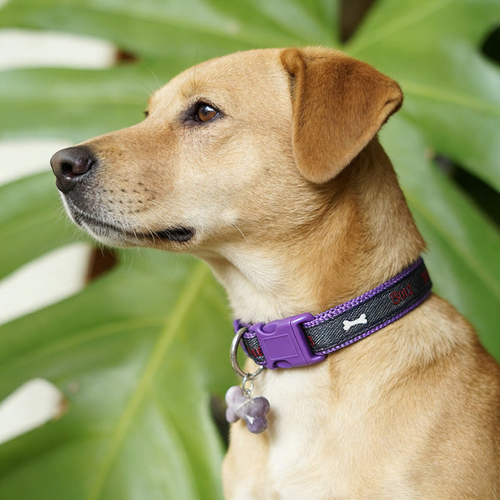 FREE Today: Rescue Paw Crystal Dog Collar – Healing Energy Pet Collar Supporting Stray Animal Awareness - image 0